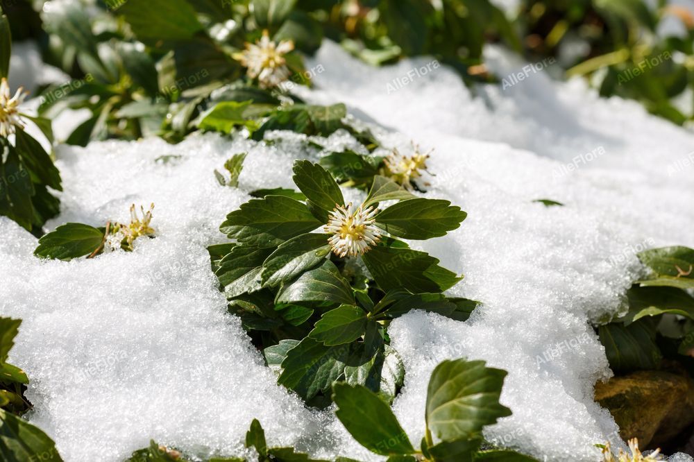 Runianka japońska Zielony Dywan (Pachysandra terminalis) Doniczka 1.0L