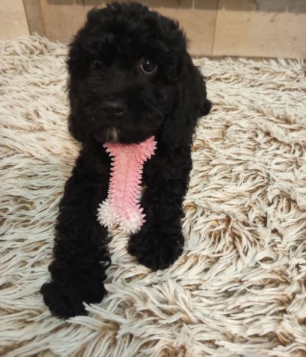 Szczeniak Cavapoo