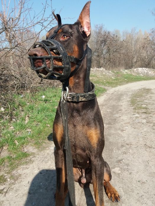Намордник для добермана- овчарки.