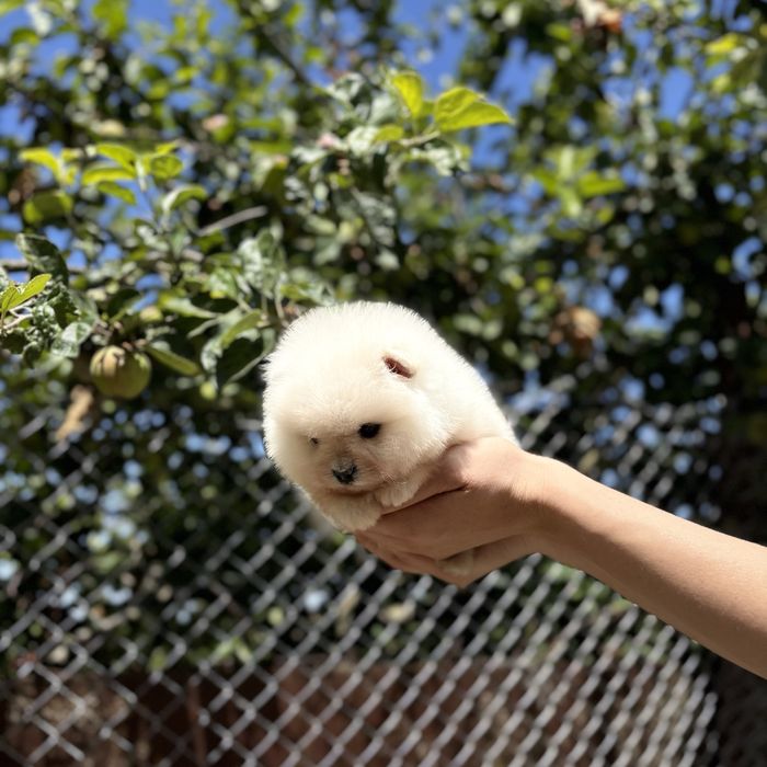 шикарна дівчинка шоу классу