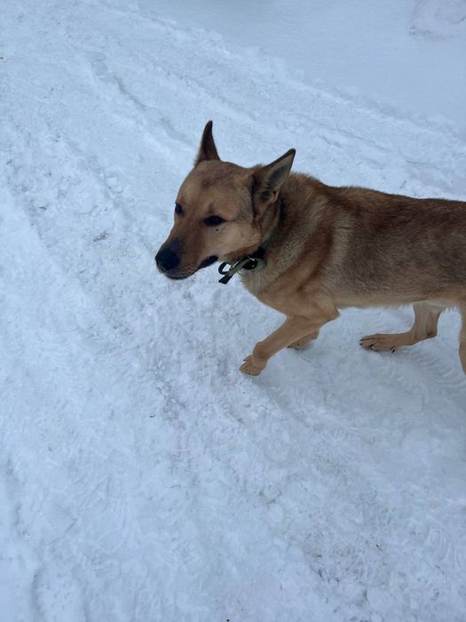 Собака в добрі руки