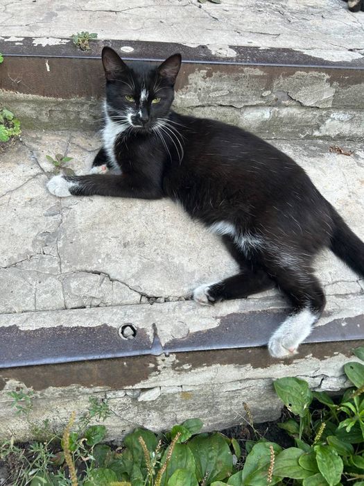 Віддам кішку, кішечок.