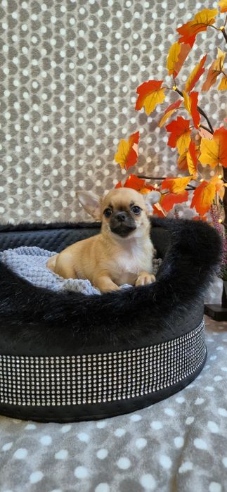 Przepiękny chlopczyk chihuahua krótkowłosy