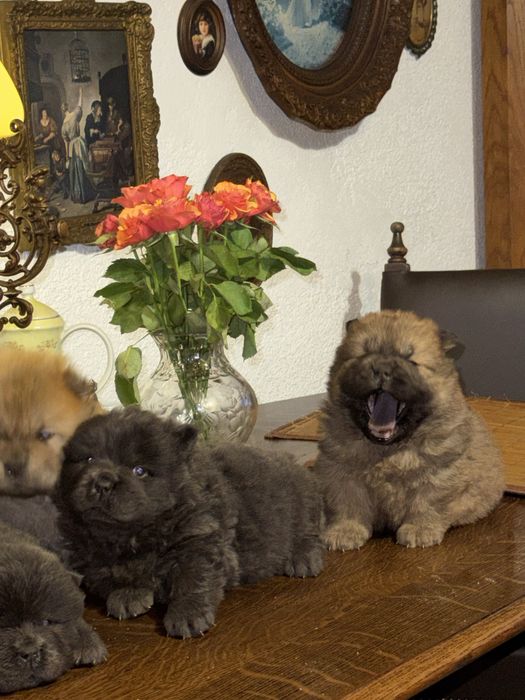 Rudy Piesek Chow Chow z Rodowodem Chipem Chow