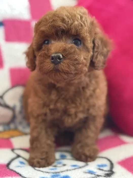 Poodle red disponível