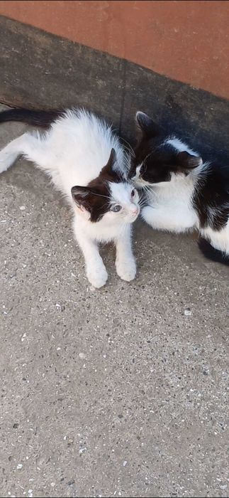 Котята в ответственные, добрые, любящие руки.