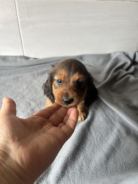 Teckel macho pelo comprido miniatura