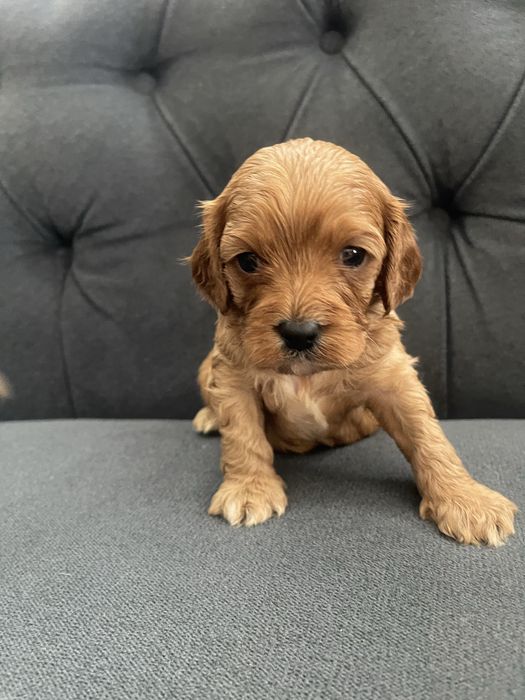 Cavapoo  rodzice przebadani