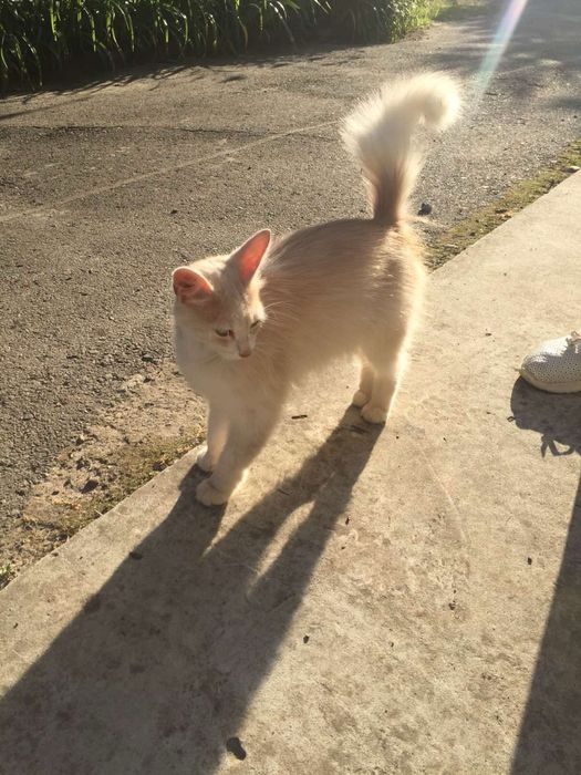 Віддаю коту в дуже добрі руки