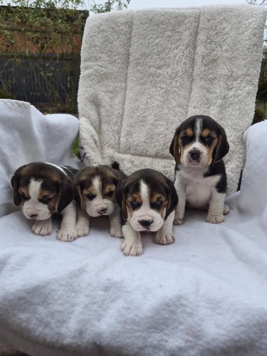 Szczeniak Beagle Z Rodowodem