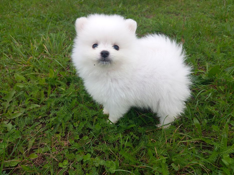 szpic miniaturowy biały szczeniak – Psy – szczeniaki, dorosłe