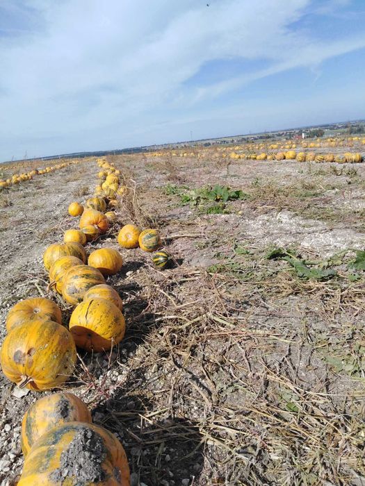 Promocja Olej tłoczony z naszego siewu