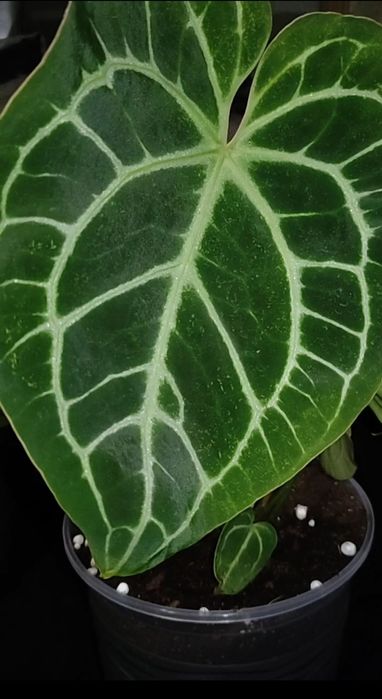 Антуріум Крісталінум