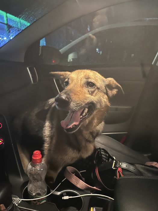 Собака в лушчие руки