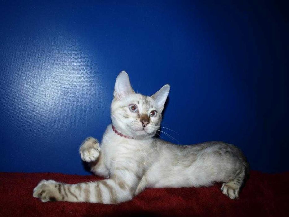 Распродажа. Девочка голубоглазая. Документы.