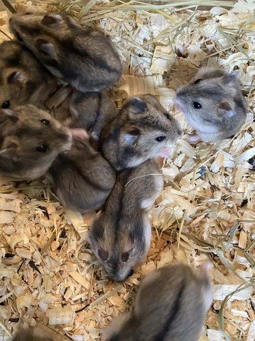 Джунгарские хомячки