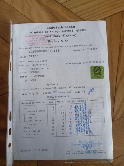Ogier śląski Iriss z licencją 81pkt.
