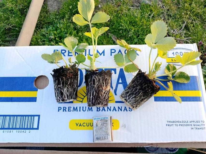 Морозостійкі Саджанці полуниці багатоврожайного плодоношення