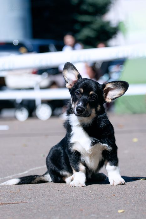 Цуценя вельш коргі пемброк дівчинка з хвостиком UKU FCI