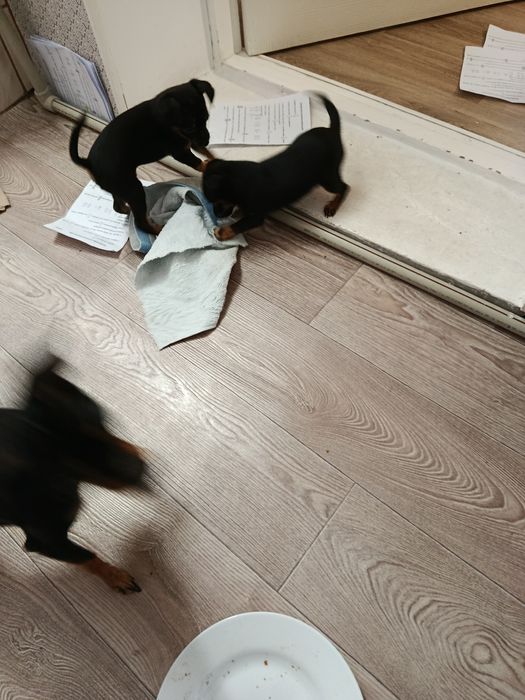 Продам щенят той терьера.два мальчика. Возраст 1.5 месяца