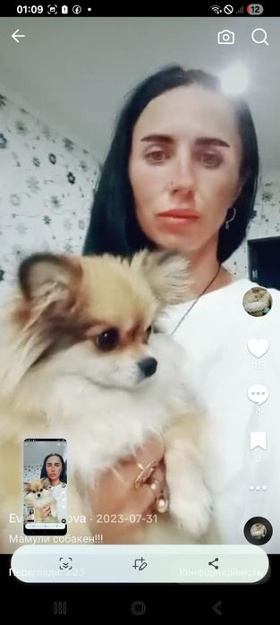 Міні дівчинка шпіц 2,5 роки