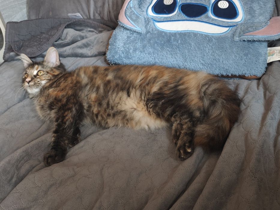Kotka Maine Coon