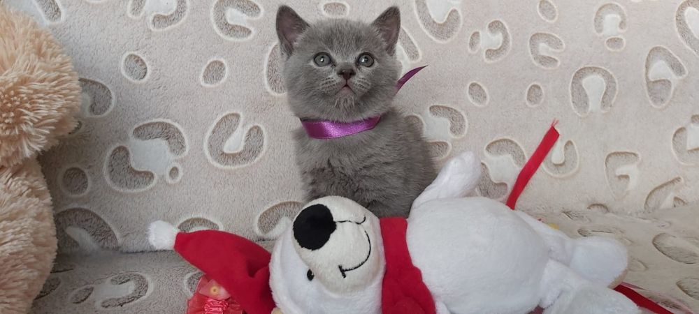 Sprzedam kotki brytyjskie