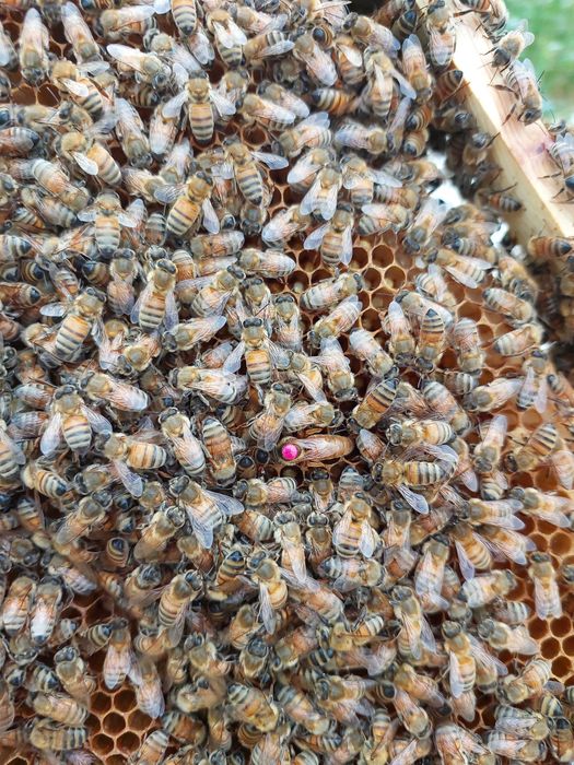 Пчеломатки, Бджоломатки БАКФАСТ на сезон 2026. F1, ІО.