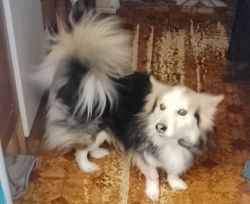 Песик Дік хатній красунчик, дуже розумний