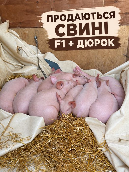 Продаються свині F1 + Дюрок