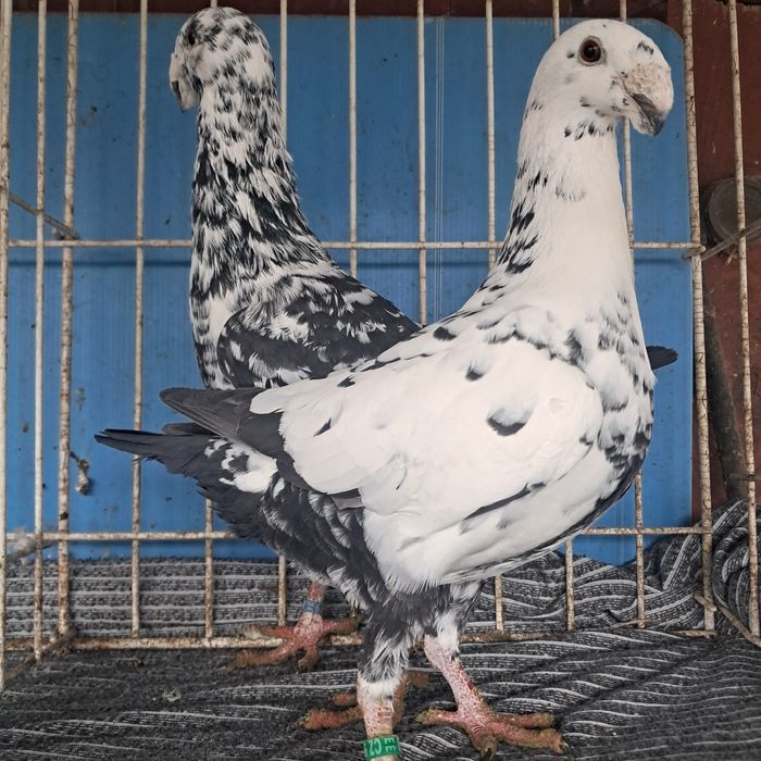 Niemiecki wystawowy możliwy transport