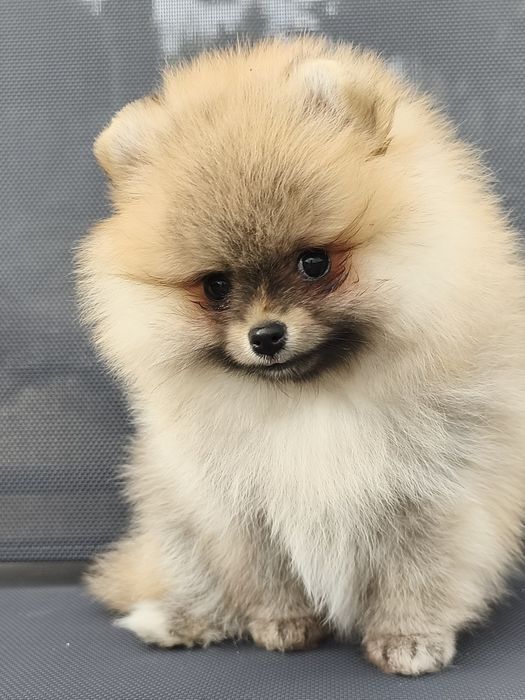 Pomeranian szpic miniaturowy FCI ZKwP