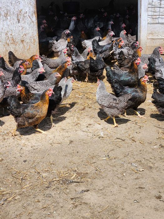 KURY NIOSKI ROSA 1 Kurki z pierwszym jajkiem.Messa Leghorn.25tyg.DOWÓZ