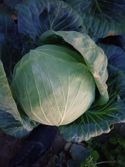 Kapusta biała report, adelco