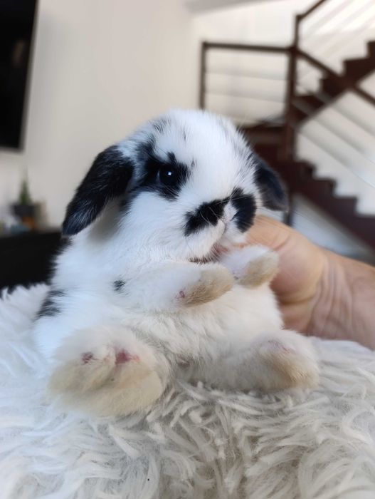 Mini lop karzełek Teddy hodowla zarejestrowana