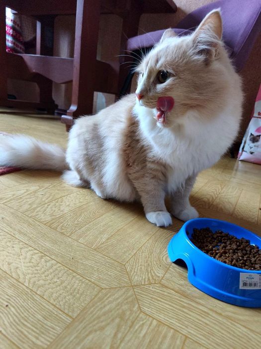 Молодий пухнастий котик