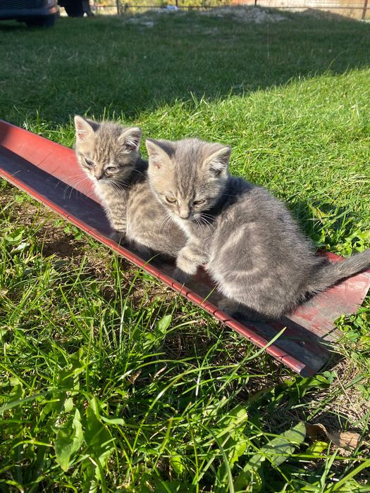 Шотландські кошенята