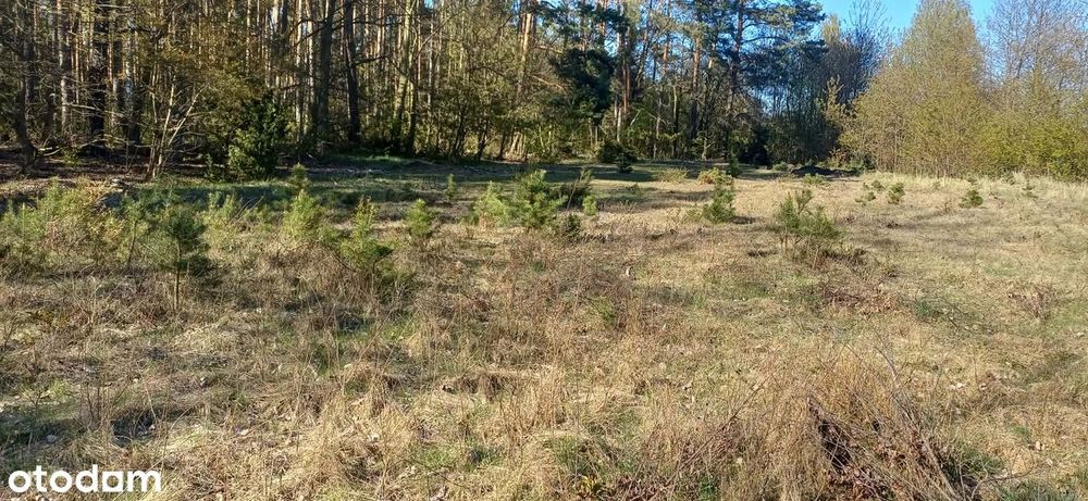 Działka budowlana w Sójki gmina Klonowa - Widok 4