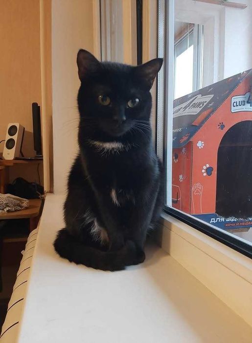 Молоденькі та мініатюрні чорняві красуні) Бонус - мають паспорт тощо!