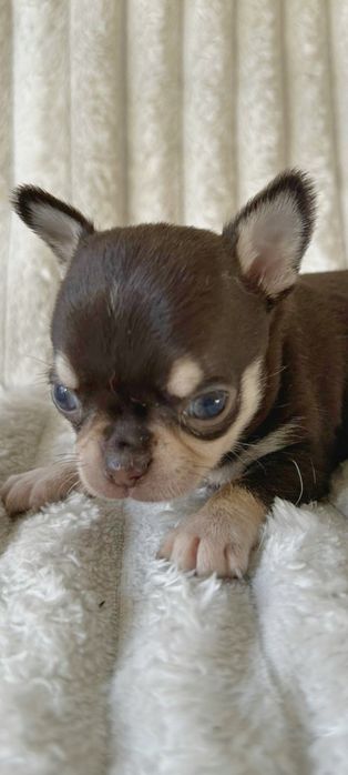 Chihuahua  Super Mini. Menino  Chocolate and Tan.Cabeça de maçã.