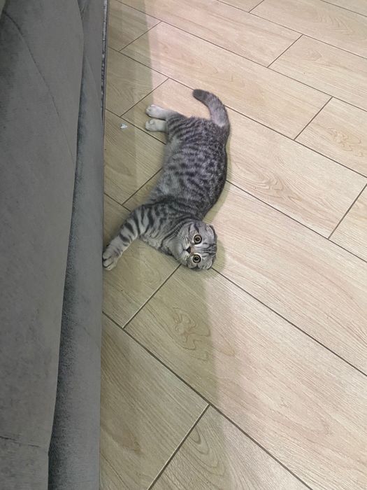 Кішка шотландець 5 місяців