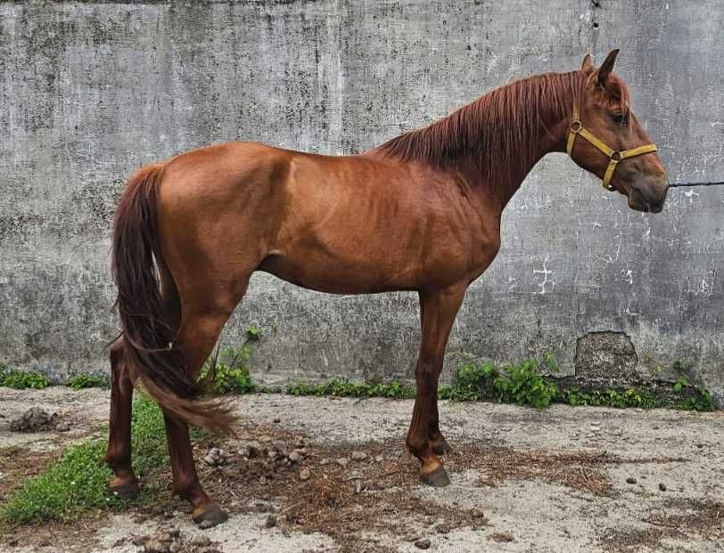Poldro Lusitano