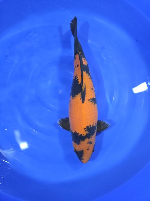 Karpie Koi na sprzedaż