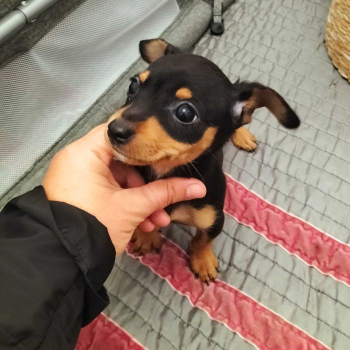 Pinscher belíssimo macho