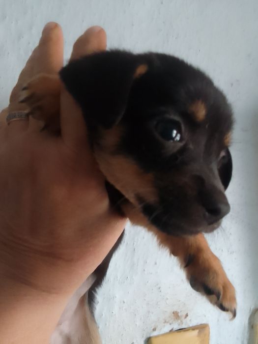Щенки метис чихуашки