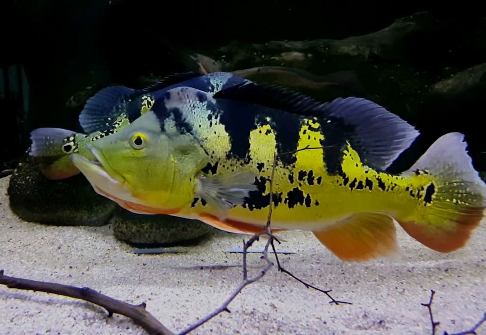 Tucunaré Amarelo (Cichla Munoculos)