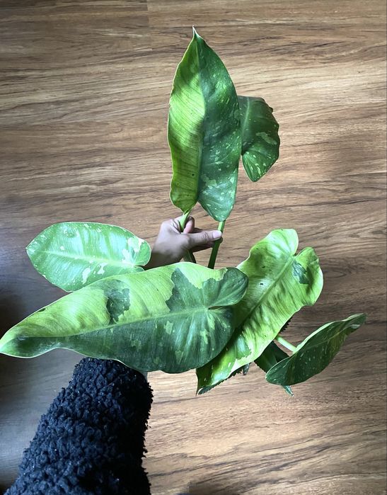 Philodendron Jose Buono