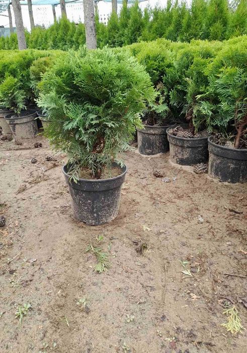 Туя, туї Смарагд 1–2 м • Грунтові, загартовані саджанці