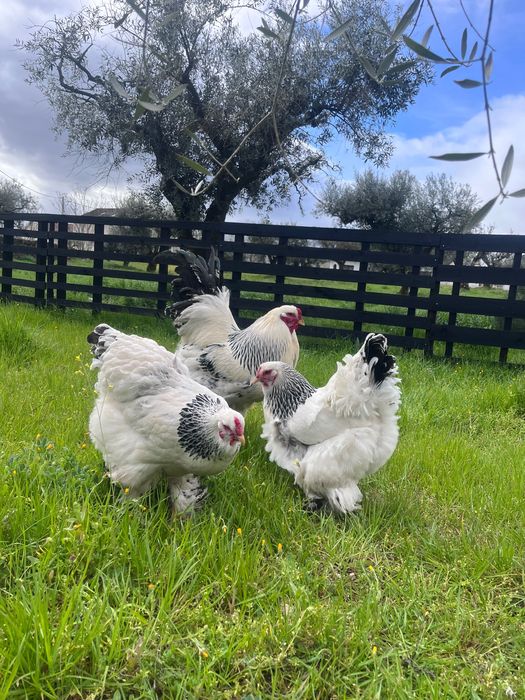 Ovos para incubação - Brahma Light