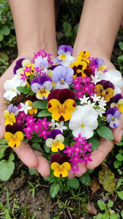 Flores comestíveis frescas